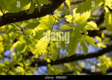 Libanon-Eiche, Libanoneiche, Quercus libani, Quercus vesca, Libanon Eiche, Le Chêne du Liban Stockfoto