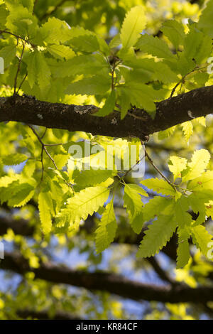 Libanon-Eiche, Libanoneiche, Quercus libani, Quercus vesca, Libanon Eiche, Le Chêne du Liban Stockfoto