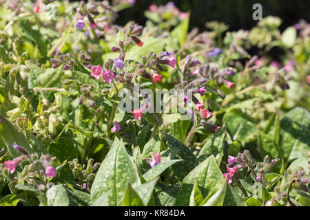 Echtes Lungenkraut Lungenkraut, Kleingeflecktes, Lungenkraut, Pulmonaria officinalis, Lungenkraut, Soldaten - AMD-Segler, Spotted Dog, Geschichte officina Stockfoto