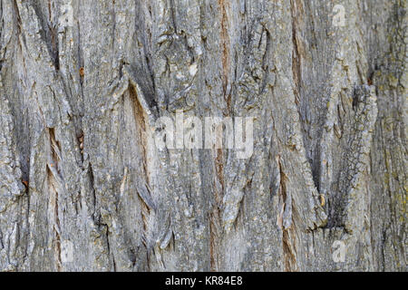 Gewöhnliche Robinie, Scheinakazie, Schein-Akazie, Falsche Akazie, Rinde, Borke, Stamm, Baumstamm, Robinia pseudoacacia, falsche Akazie, Robinie, Ba Stockfoto