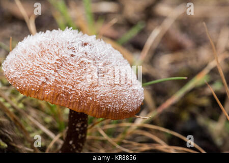 Frost bedeckt Pilz Stockfoto