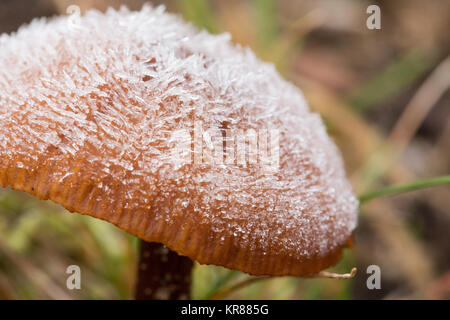 Frost bedeckt Pilz Stockfoto