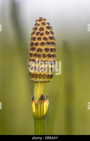 Marsh Ackerschachtelhalm (Equisetum palustre) Detail der Blume mit verschwommenen Hintergrund Stockfoto
