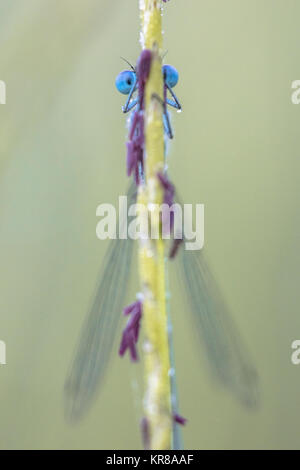 Damselfly peeking an Kamera hinter Gras Stammzellen Stockfoto