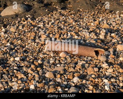 Beweis von Cliff und die Erosion der Küsten, verlorene Gebäude und oberirdisch, Abwassersysteme, weichem Ton, Schlamm und kollabierte Klippen. Stockfoto