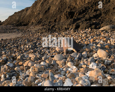 Beweis von Cliff und die Erosion der Küsten, verlorene Gebäude und oberirdisch, Abwassersysteme, weichem Ton, Schlamm und kollabierte Klippen. Stockfoto