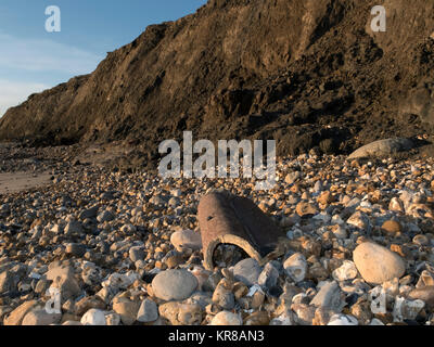 Beweis von Cliff und die Erosion der Küsten, verlorene Gebäude und oberirdisch, Abwassersysteme, weichem Ton, Schlamm und kollabierte Klippen. Stockfoto