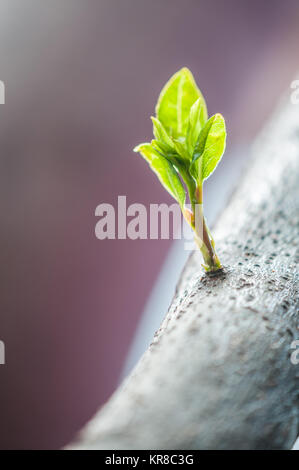 Blätter wachsen auf Stammzellen, Lorbeerbaum (Laurus nobilis) Stockfoto