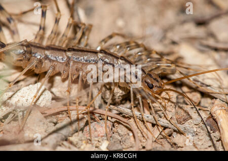 Nahaufnahme der Haus Tausendfüßler (Scutigera coleoptrata) im Wald Stockfoto