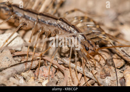 Nahaufnahme der Haus Tausendfüßler (Scutigera coleoptrata) im Wald Stockfoto