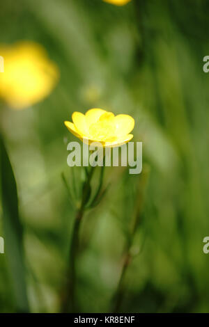 Lebendige sumpfdotterblume Stockfoto