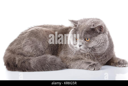 graue Katze britische gerade liegend auf einem weißen Hintergrund Stockfoto