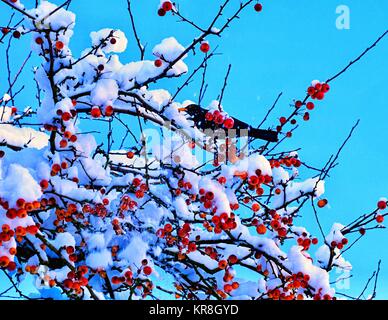 Amsel im Schnee beladenen Baum Stockfoto