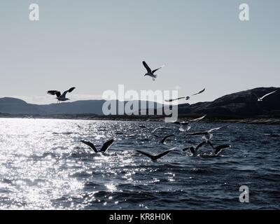 Gruppe hungriger Möwen tauchen und kämpfen für tote Fische. Angeln im Meer Stockfoto