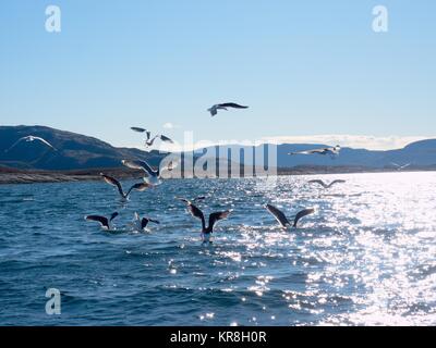 Jagd auf Vögel. Gruppe hungriger Möwen tauchen und kämpfen für tote Fische Stockfoto