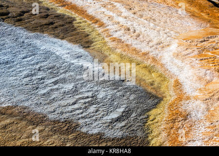 Mammoth Hot Springs Bakterien Mat Stockfoto