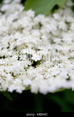 Holunder, Sambucus nigra, in der Nähe von weißen Blumen wachsen im Freien. Stockfoto