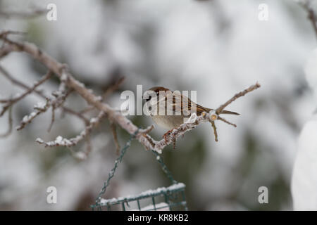 Haussperling Passer domesticus. Einzelne männliche Vogel auf schneebedeckten Zweig thront. Britische Inseln Stockfoto