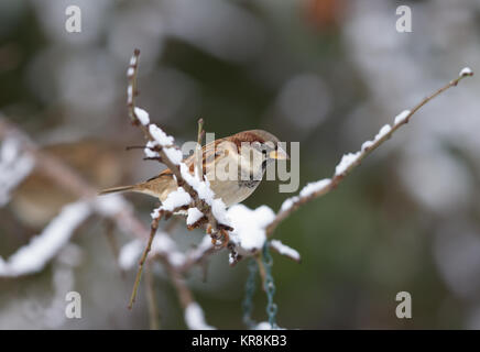 Haussperling Passer domesticus. Einzelne männliche Vogel auf schneebedeckten Zweig thront. Britische Inseln Stockfoto