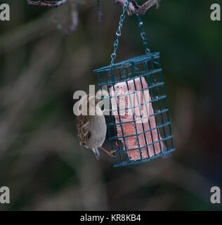 Haussperling Passer domesticus, alleinstehenden Frauen auf Bird Feeder im Winter Britischen Inseln Stockfoto