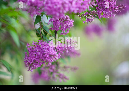 Flieder, Syringa vulgaris, violett gefärbten Blüten wachsen Outdoor. Stockfoto