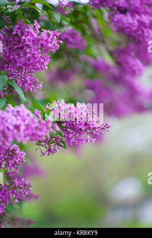 Flieder, Syringa vulgaris, violett gefärbten Blüten wachsen Outdoor. Stockfoto