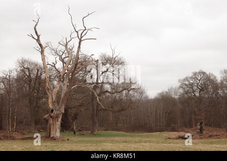 Veteran Eichen. Ashtead Gemeinsame NNR, Surrey, Großbritannien. Stockfoto