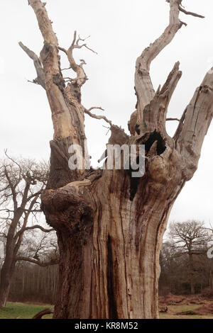 Veteran Eichen. Ashtead Gemeinsame NNR, Surrey, Großbritannien. Stockfoto