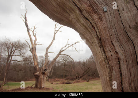 Veteran Eichen. Ashtead Gemeinsame NNR, Surrey, Großbritannien. Stockfoto