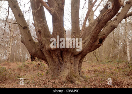 Veteran eiche Pollard. Ashtead Gemeinsame NNR, Surrey, Großbritannien. Stockfoto