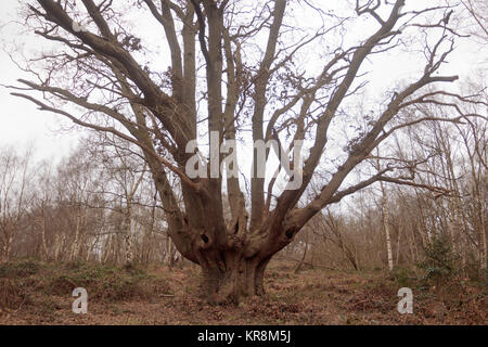 Veteran eiche Pollard. Ashtead Gemeinsame NNR, Surrey, Großbritannien. Stockfoto