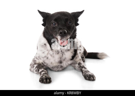 Nahaufnahme eines Hundes Stockfoto