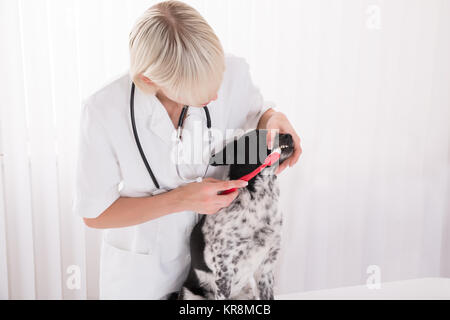 Weibliche Tierarzt Reinigung Hund die Zähne mit der Zahnbürste Stockfoto