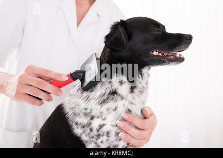 Vet's Grooming Dog Haar Stockfoto