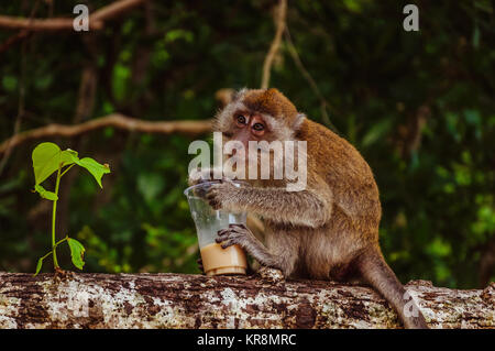 Kleiner Affe trinkt Kaffee auf dem Baum Stockfoto