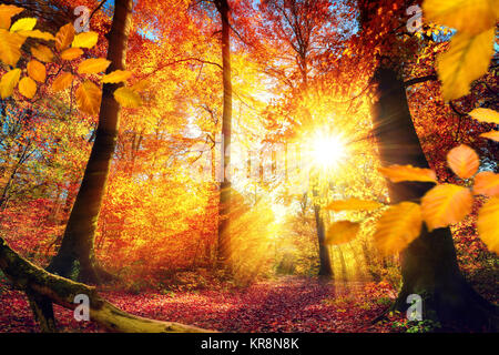 Malerischer Herbst im Wald mit viel Sonnenschein und lebendige Farben Stockfoto