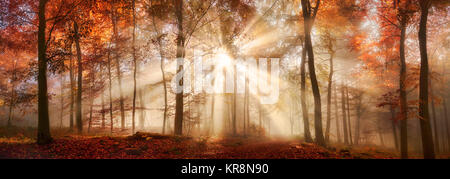 Spezielle beleuchtung Wirkung in einer nebligen Wald im Herbst, Panorama Format Stockfoto