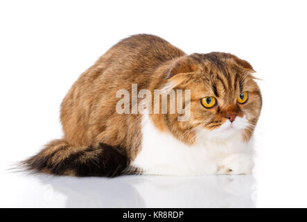 Scottish Fold Katze liegend auf weißem Hintergrund Stockfoto