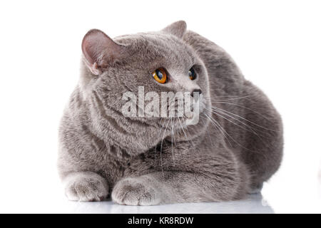 bösen grauen Britisch Kurzhaar Katze mit braunen Augen Stockfoto