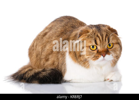 Scottish Fold Katze liegend auf weißem Hintergrund Stockfoto