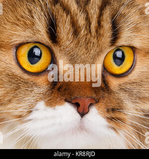 Ernsthafte Scottish Fold cat face closeup Stockfoto