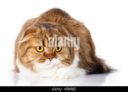 ernsthafte Scottish Fold Katze liegend auf weißem Hintergrund Stockfoto