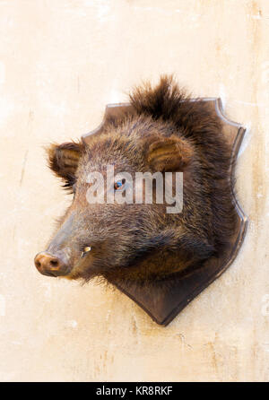 Gefüllte Wildschwein Kopf an einer Wand Stockfoto