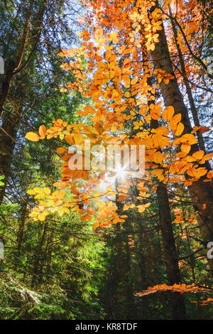 Ukraine, Iwano-Frankiwsk Region, Bezirk Verkhovyna, Karpaten, Bystrets Dorf, Wald im Herbst Stockfoto