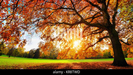 Schöne Eiche auf einer Wiese mit der Einstellung Herbstsonne scheint warm durch seine Blätter Stockfoto