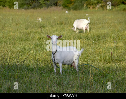 Ziegen weiden auf der Wiese Stockfoto