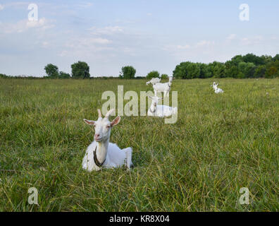 Ziegen weiden auf der Wiese Stockfoto