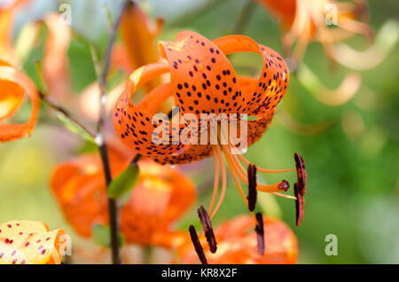 eine orange schöne Blume von der Familie Lilie Stockfoto