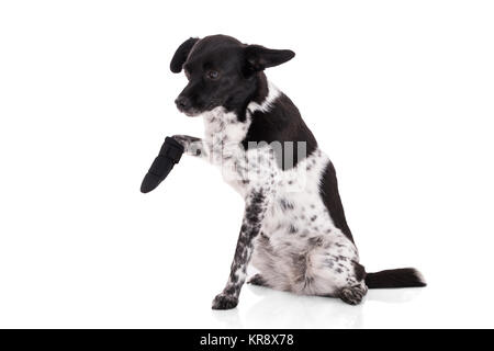 Portrait eines Hundes mit Verletzten Pfote Stockfoto