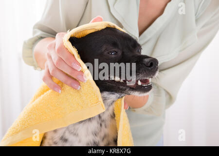 Frau mit Handtuch trocknen Ihren Hund zu Hause Stockfoto